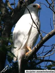 Accipiter novaehollandiae