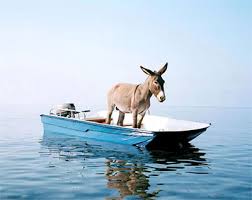 funny-donkey-in-boat Funny Images ...
