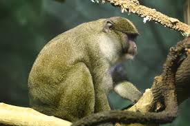 Monkey (Allenopithecus