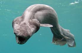 Chlamydoselachus anguineus, is