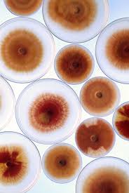 2) The Fusarium comparative