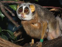 young (Loris tardigradus)