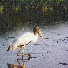 (Mycteria americana)