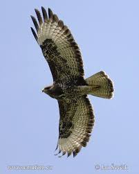 Photo no.8397 - Buteo buteo