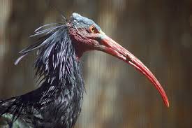 Ibis (Geronticus Eremita)