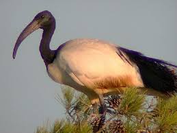 Threskiornis aethiopicus.