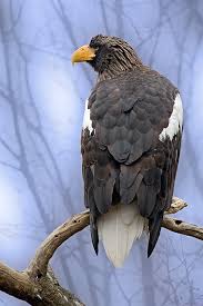 Haliaeetus pelagicus