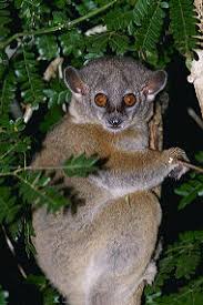Lepilemur ruficaudatus