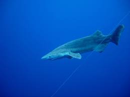 shark (Hexanchus griseus)