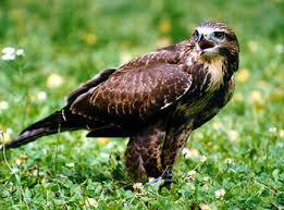(Buteo buteo)