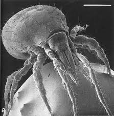 Another mite Dust mite
