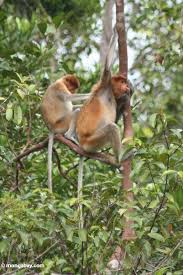 Monkey (Nasalis larvatus)