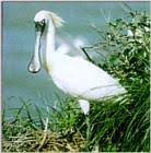 学名Platalea minor コウノトリ