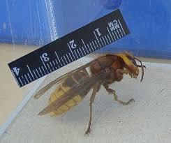Dave Wall's hornet - the ruler has ...