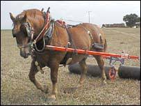 Suffolk Punch horse.