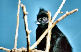 (Trachypithecus francoisi)