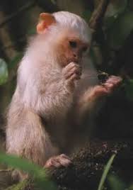 Callithrix argentata
