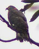 Chondrohierax uncinatus