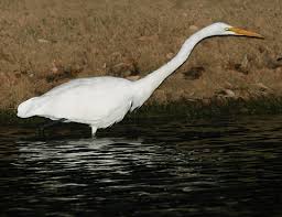 Great Egret (Ardea alba)