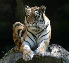 Tiger ZO. -- Ähnliche Bilder suchen
