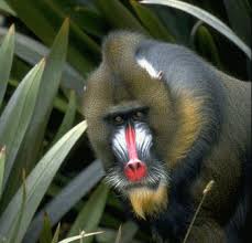 MANDRILL MANDRILLUS SPHINX Mr.
