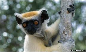 (Propithecus tattersalli)