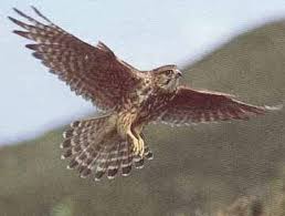 (FALCO COLUMBARIUS).jpg