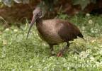 ibis hagedaš - Bostrychia