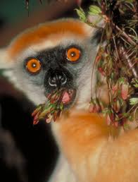 Propithecus tattersalli