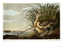 (Numenius Americanus) with
