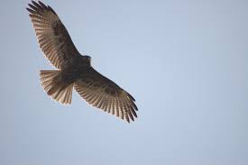 Puna Hawk (Buteo poecilochrous