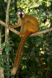 Eulemur fulvus rufus
