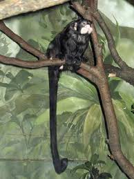 (Saguinus mystax) - Wiki
