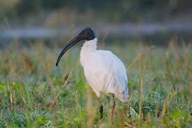 Black-headed Ibis Threskiornis
