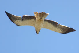Hieraaetus pennatus
