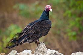 tinosa (Cathartes aura) by