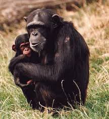 PAN TROGLODYTES VERUS Mr.