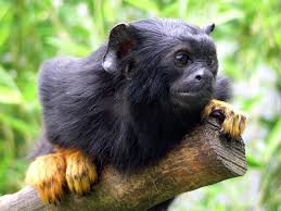 Tamarin (Saguinus midas);