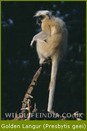 Hoolock Gibbon (Hylobates