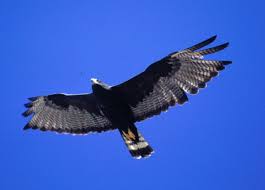 Hawk Buteo albonotatus