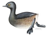 Image of: Tachybaptus