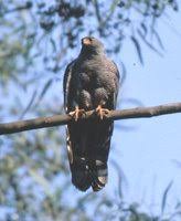 Ovampo Sparrowhawk - Accipiter
