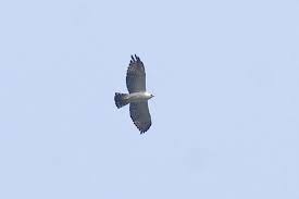 Spizastur melanoleucus