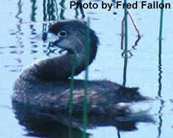 Order Podicipediformes Grebes