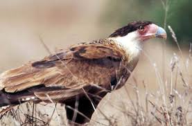 Caracara Caracara cheriway