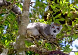 a tree - Eulemur coronatus