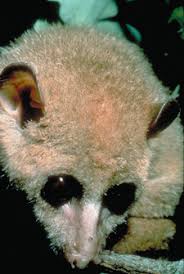 Arctocebus calabarensis