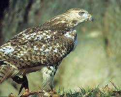 Hawk (Buteo jamaicensis)