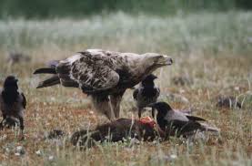 Aquila heliaca (monotypic)