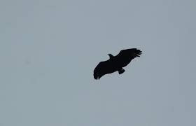 Harpyhaliaetus solitarius